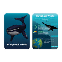 Humpback Whale